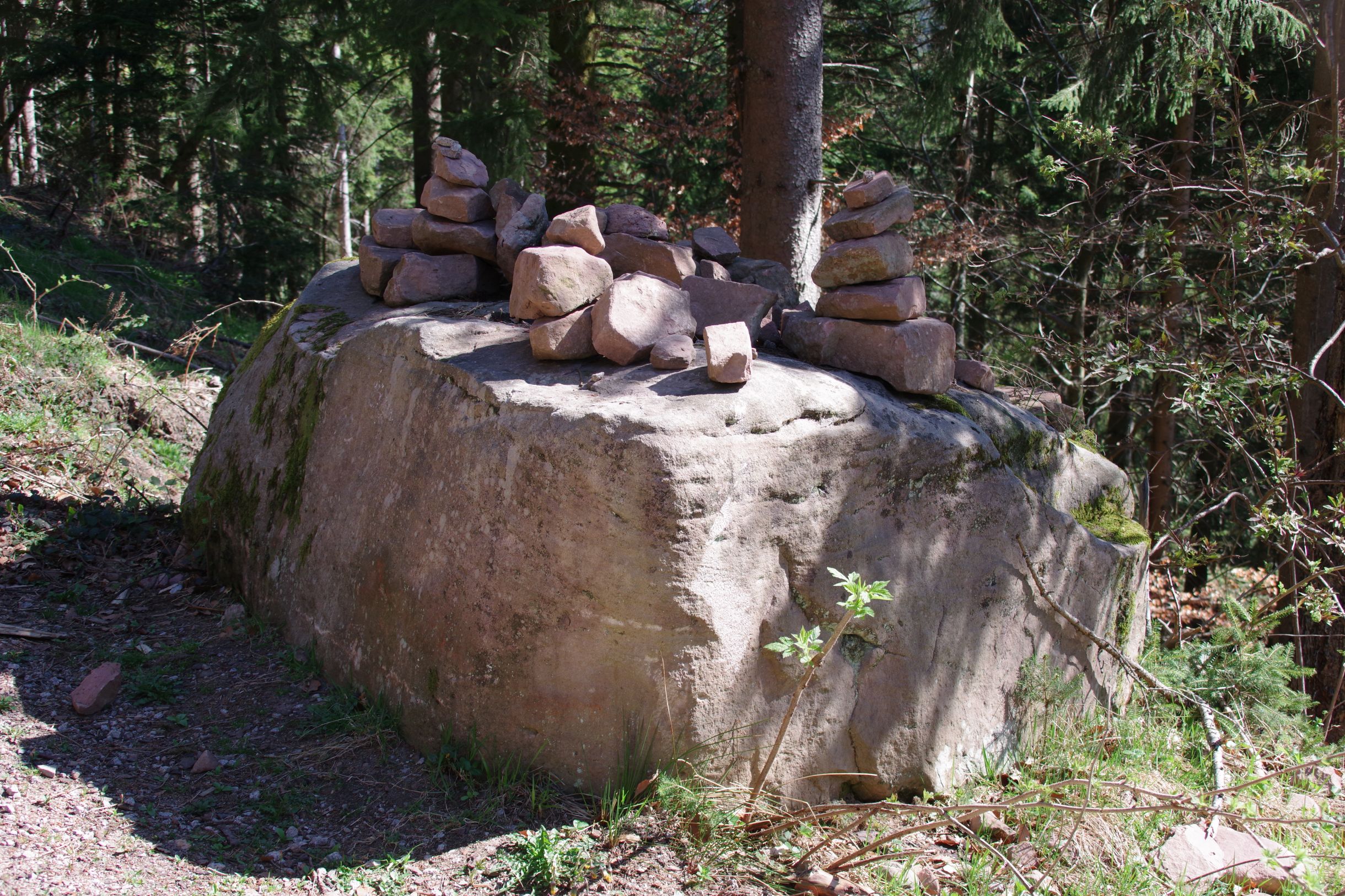 IMGP8530