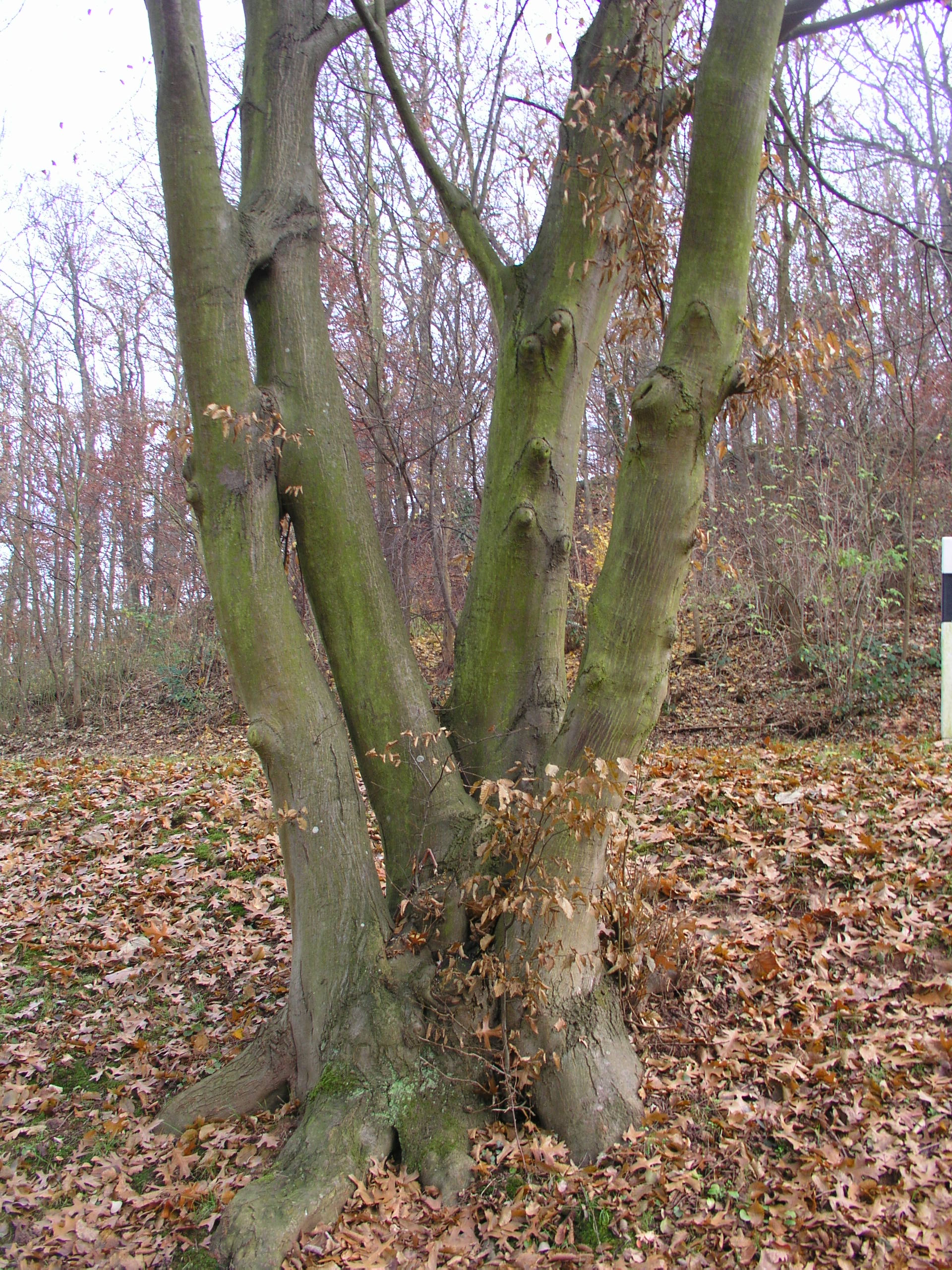 Tri02